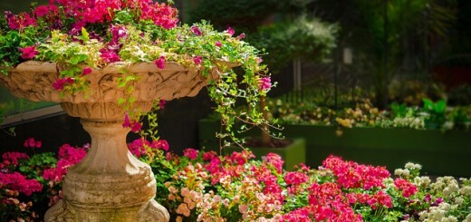 jardin